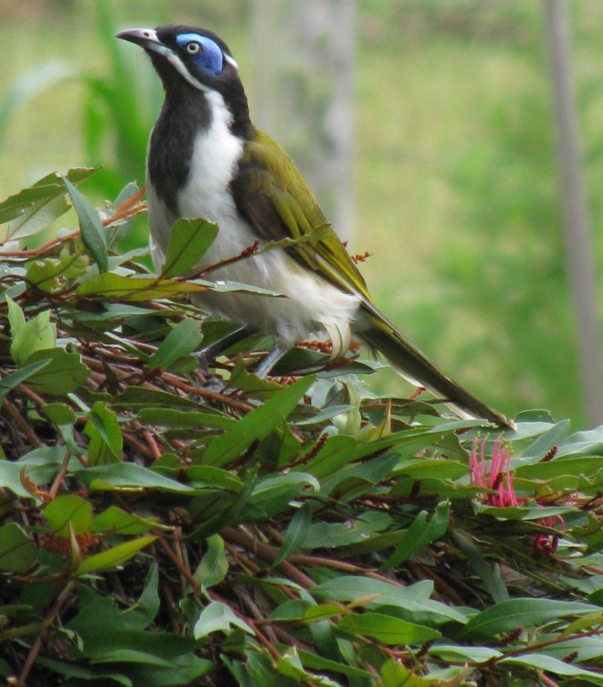 Blue-faced Honeyeater... lotsa food about