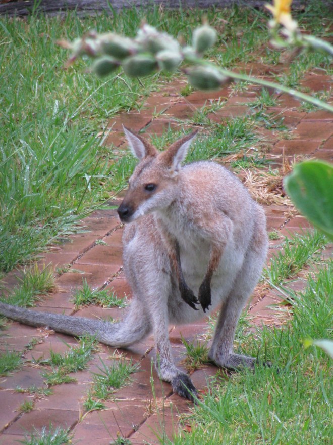 Look who was outside the kitchen window....