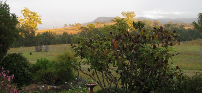 gorgeous early morning Autumn colours...