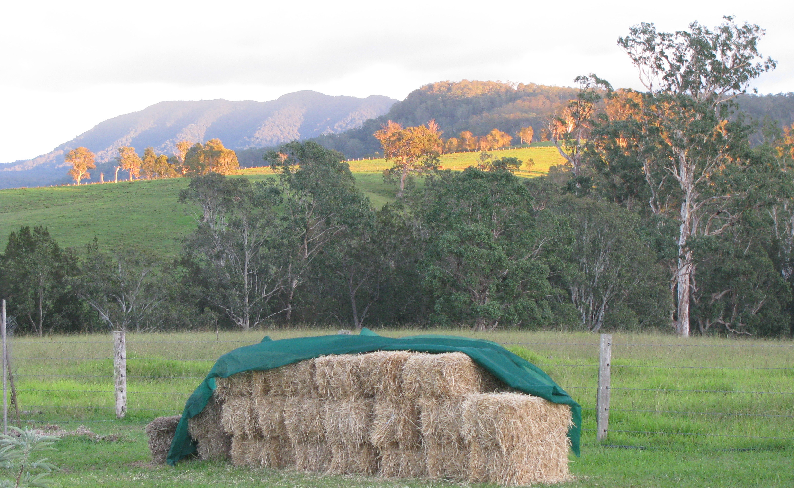 that first golden glow...